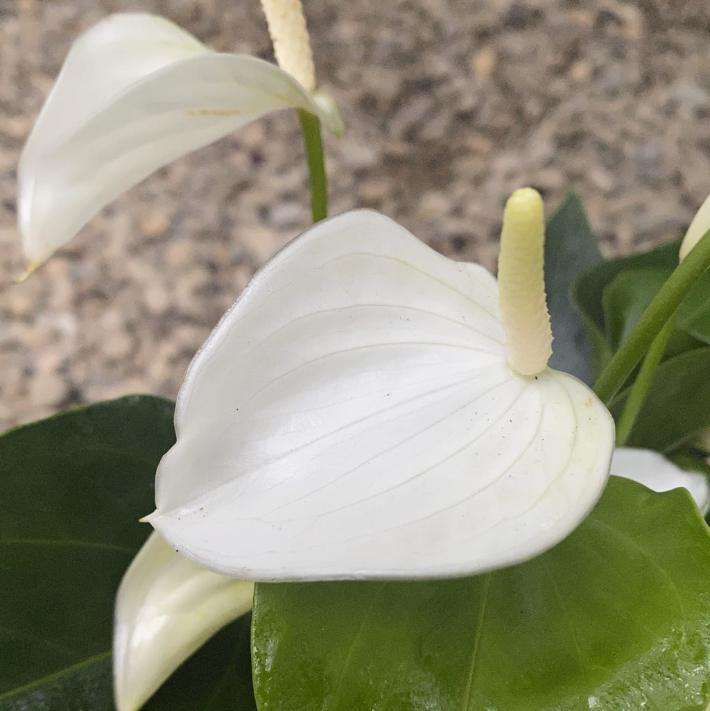Anthurium Bebé Blanco