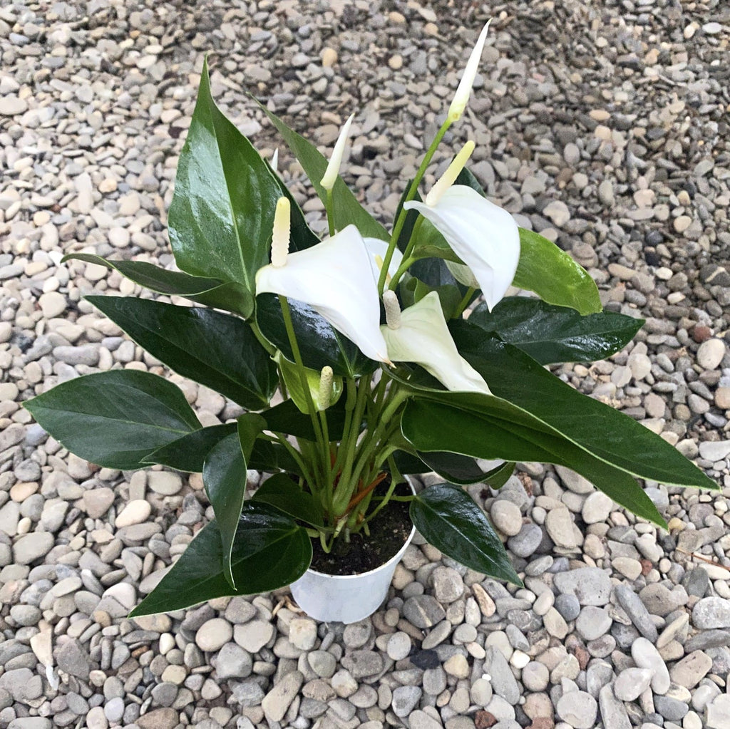 Anthurium Bebé Blanco