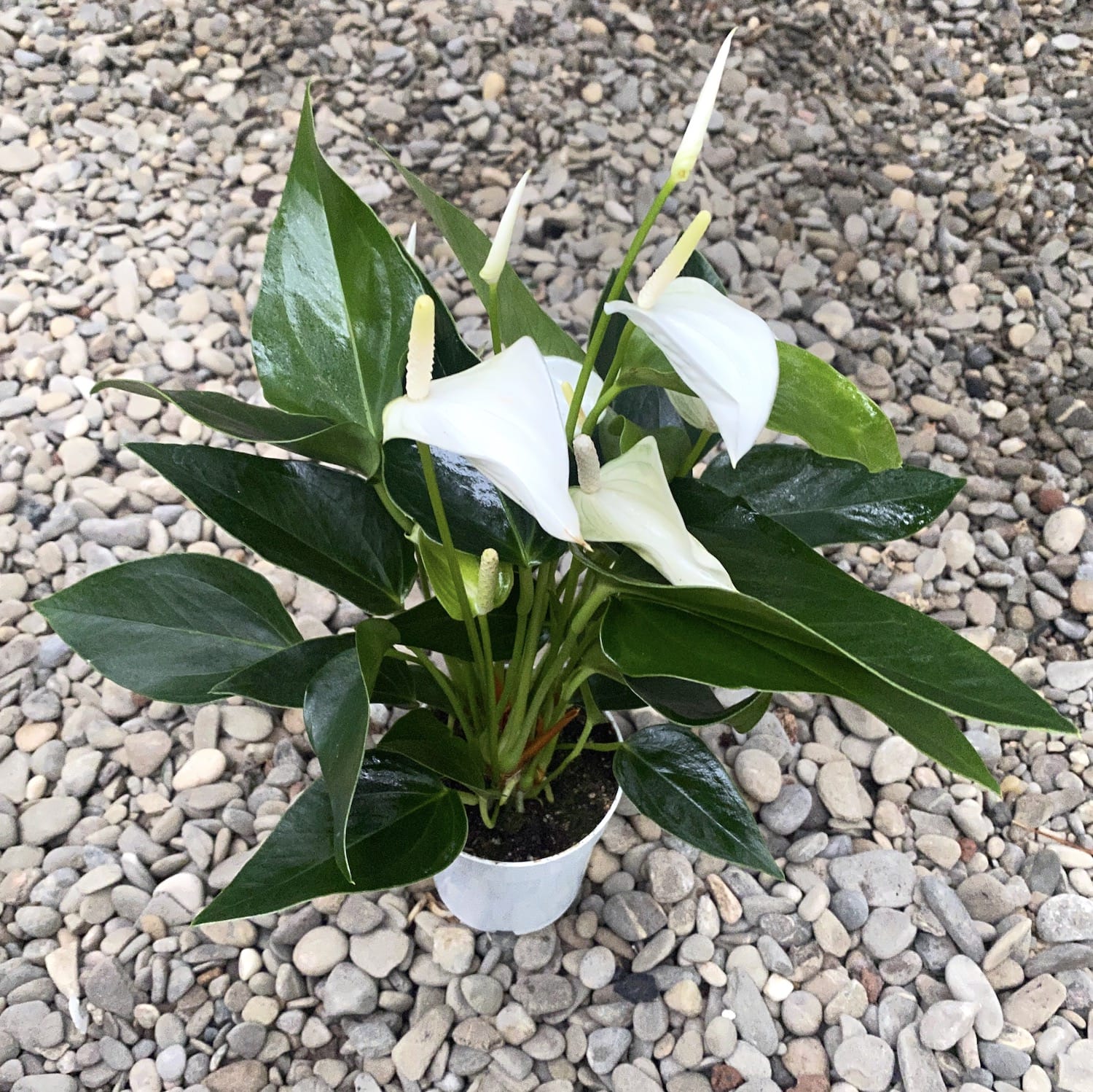 Anthurium Baby White