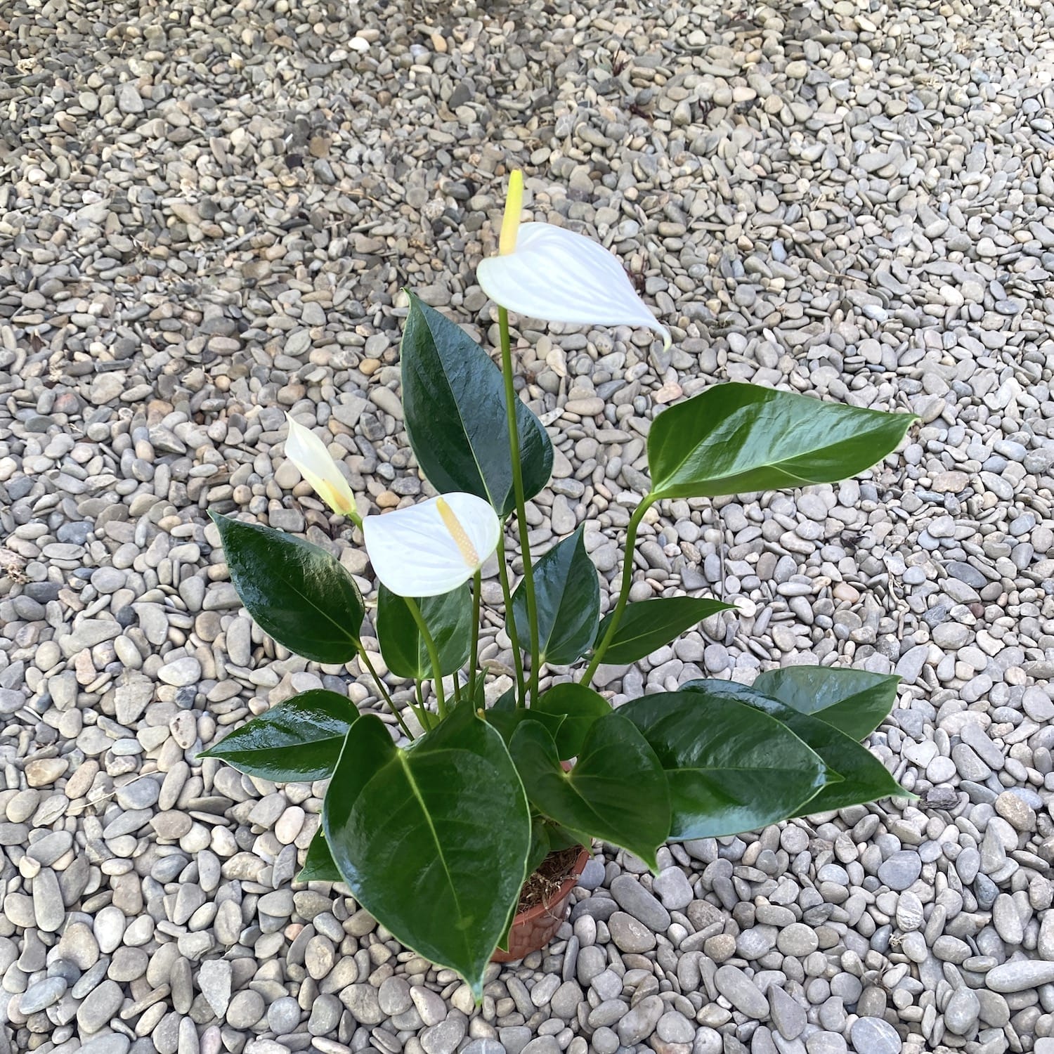 Anthurium Baby White