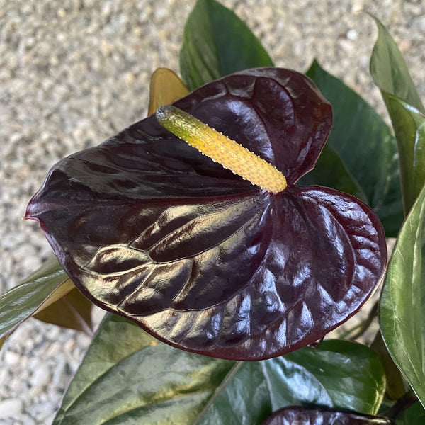 Anthurium Black Paris - flori mari, spectaculoase
