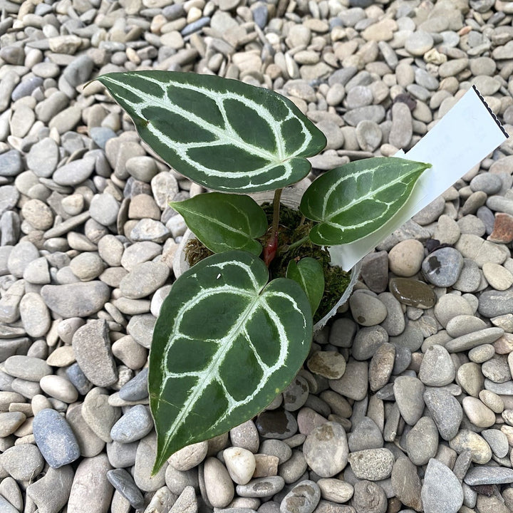 Anthurium Crystallinum (cultivar, Taiwan)