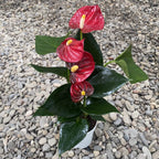 Anthurium Diamond Rot
