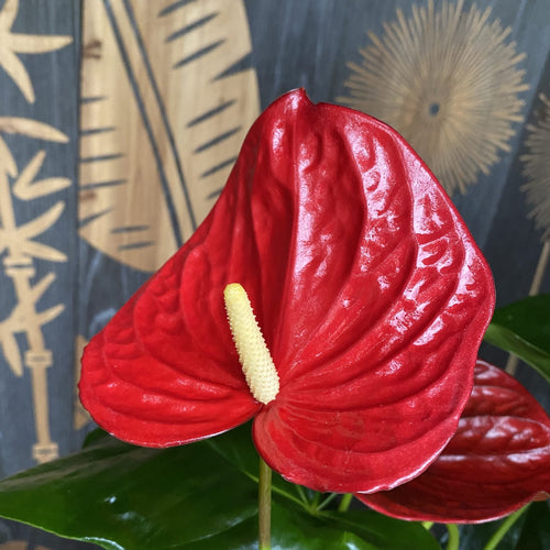 Anthurium Felicita (rote Blumen)  Secret Garden Plant Shop