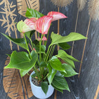 Anthurium Livium - spectacular variety