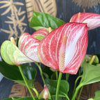 Anthurium Livium - spectacular variety