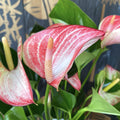 Anthurium Livium - spectacular variety