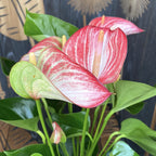 Anthurium Livium - spectacular variety