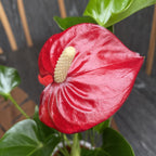Anthurium Micra