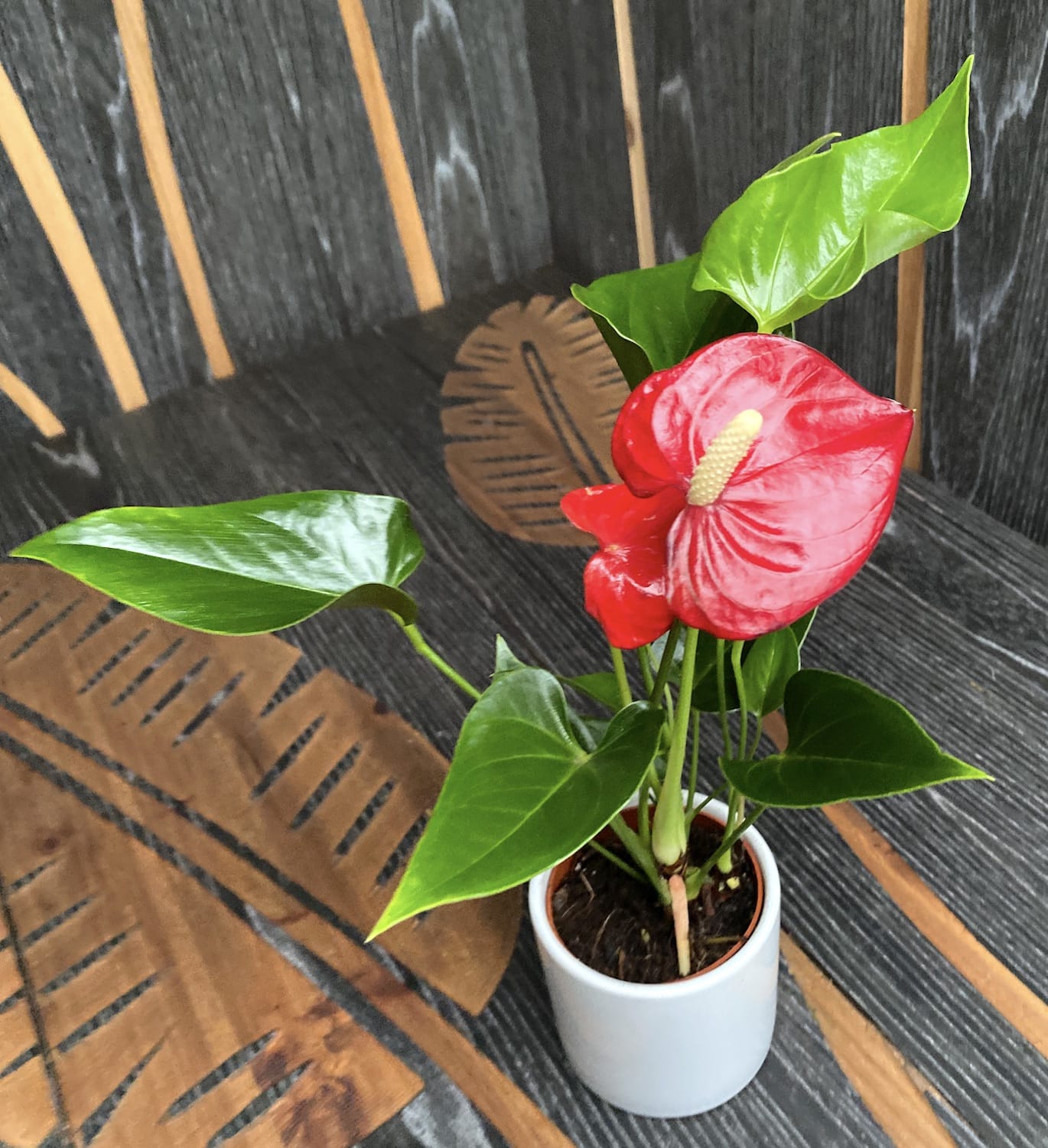 Anthurium Micra