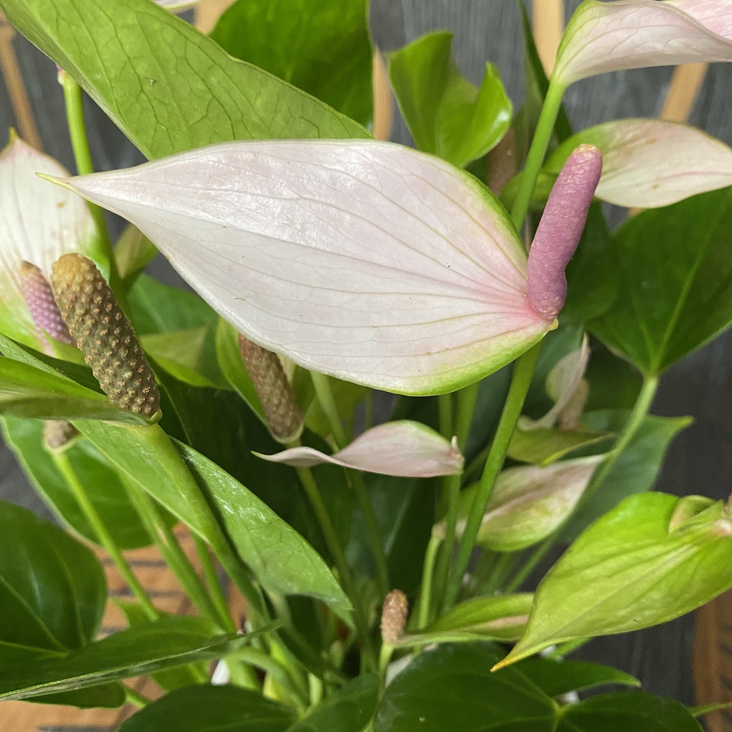 anthurium nano sweet Anthurium Nano Sweet (Nano Pink) – Secret Garden Plant Shop