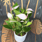 Anthurium Nano Sweet (Nano Rózsaszín)