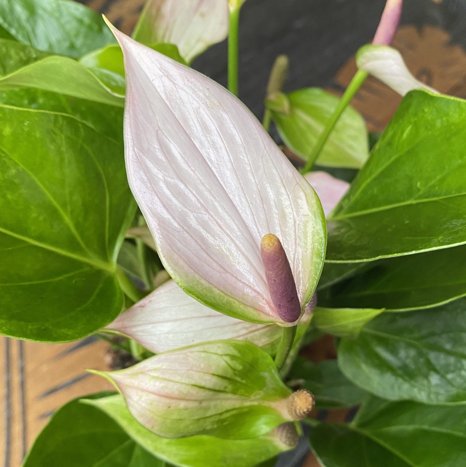 anthurium nano sweet Anthurium Nano Sweet (Nano Pink) – Secret Garden Plant Shop