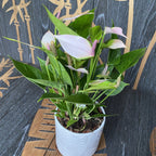 Anthurium Nano Sweet (Nano Rózsaszín)