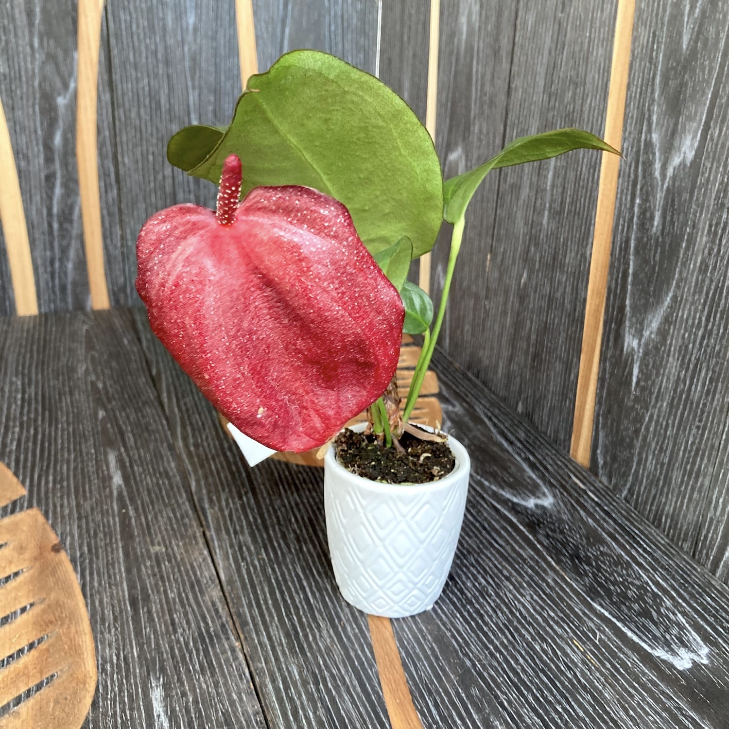 Anthurium Scherzerianum Chocolade