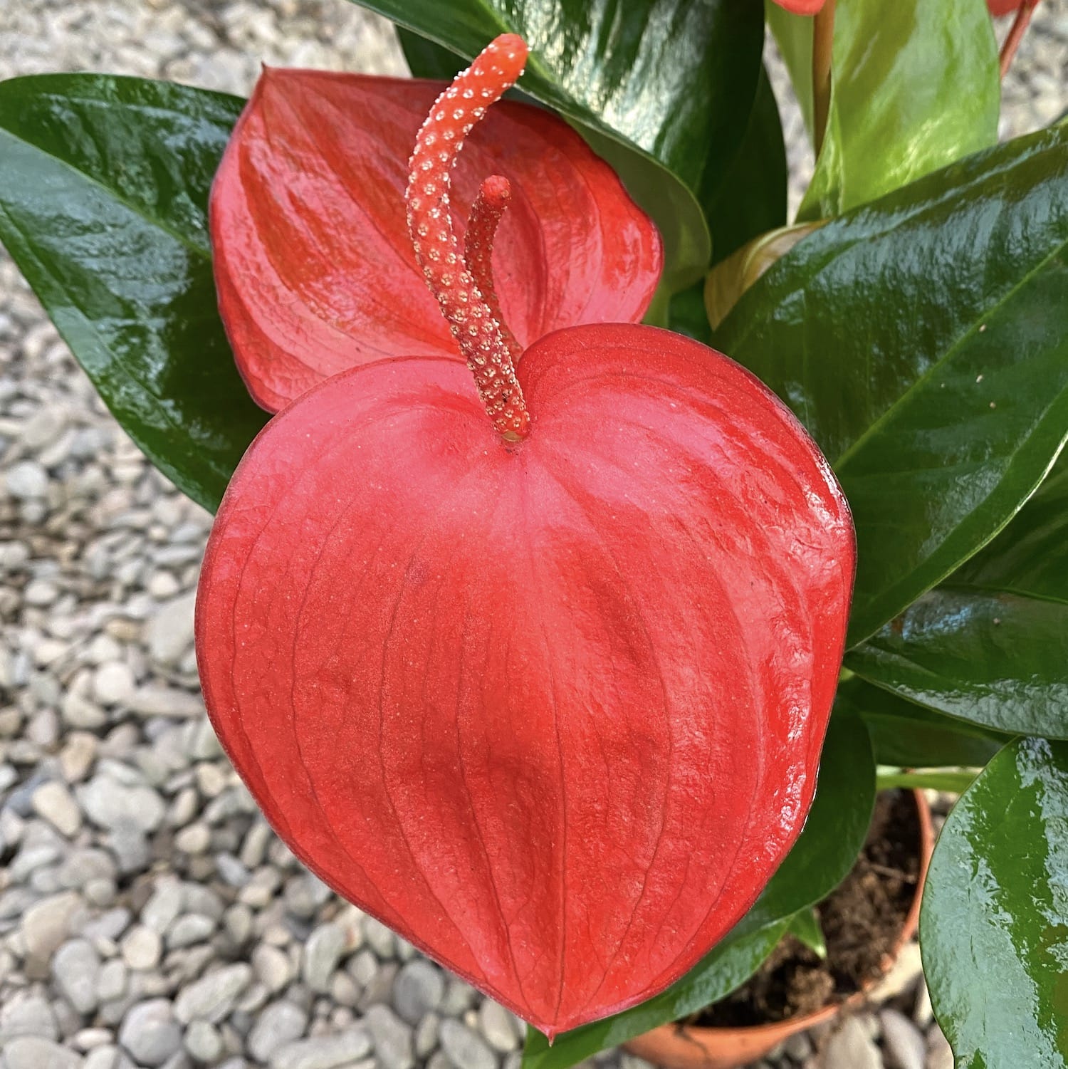 anthurium scherzerianum christine Anthurium Scherzerianum Christine D14 – Secret Garden Plant Shop