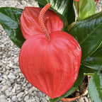 Anthurium Scherzerianum Christine D14