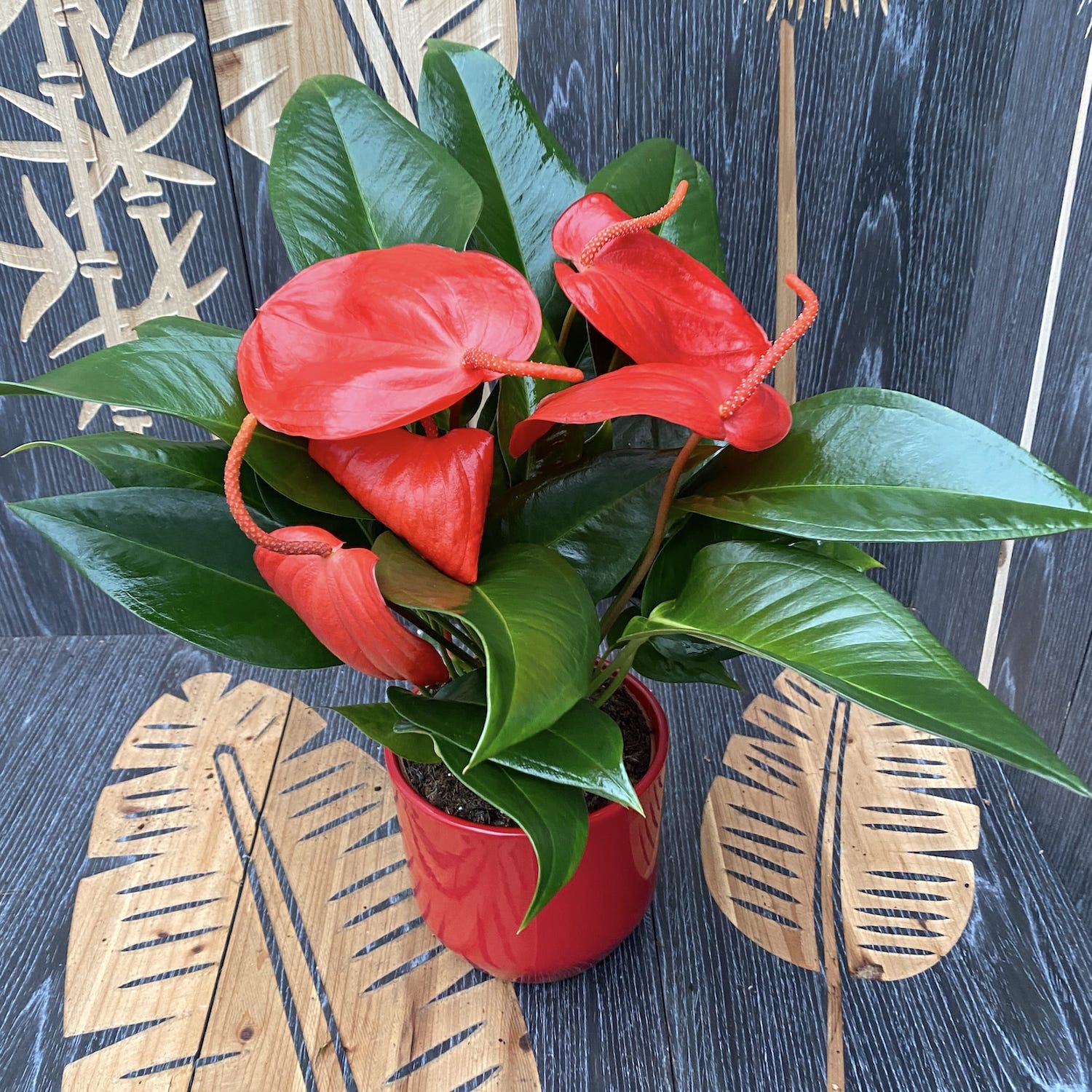 anthurium scherzerianum christine Anthurium Scherzerianum Christine D14 – Secret Garden Plant Shop