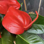 Anthurium Scherzerianum Christine D14