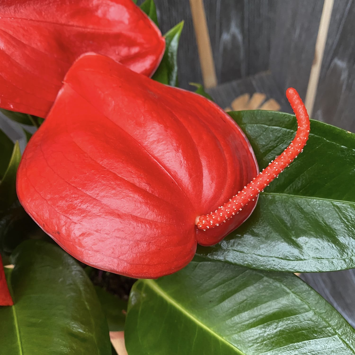 Anthurium Scherzerianum Christine D14