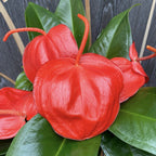 Anthurium Scherzerianum Christine D14