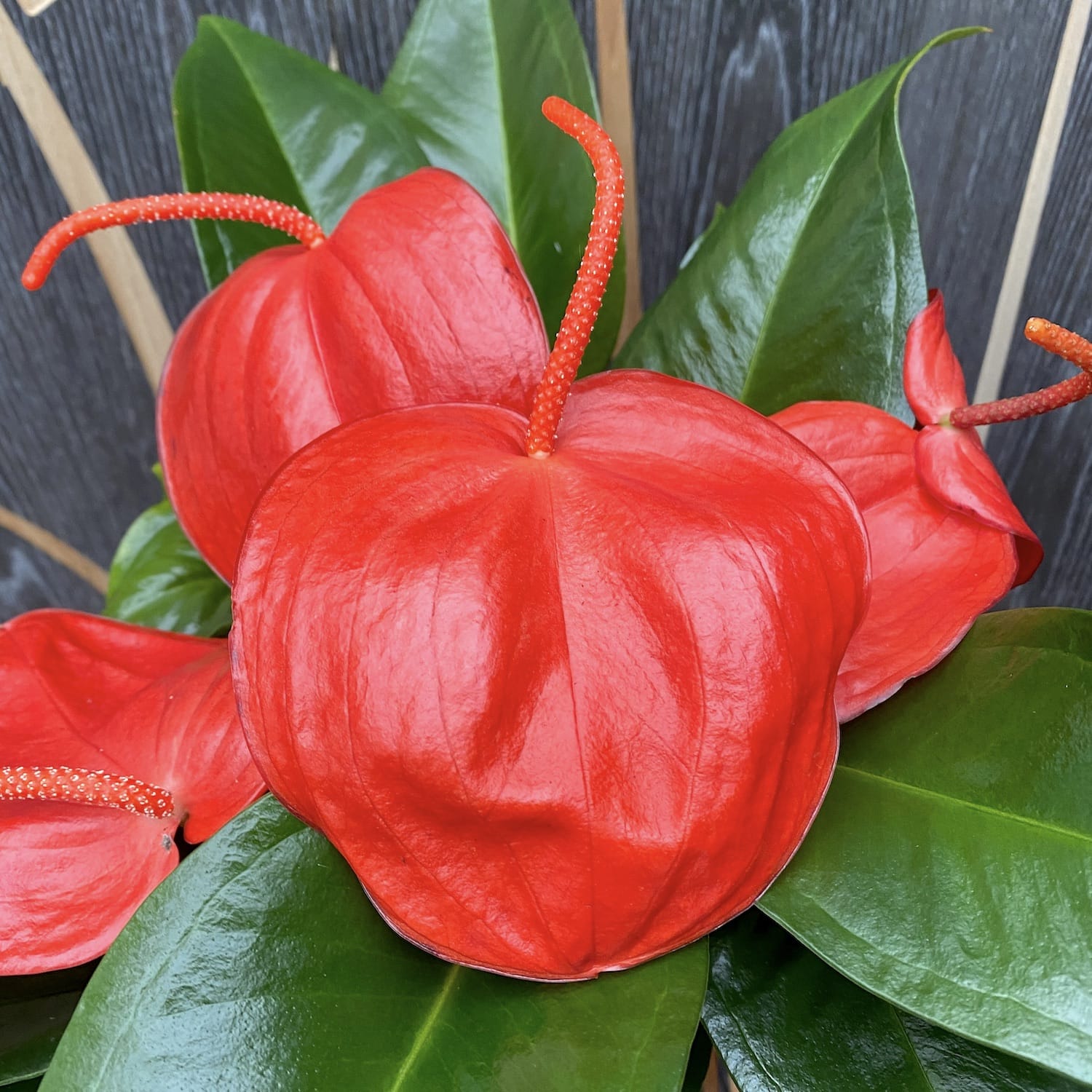 Anthurium Scherzerianum Christine D14