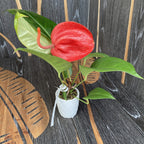 Anthurium Scherzerianum intenzív vörös Amazone