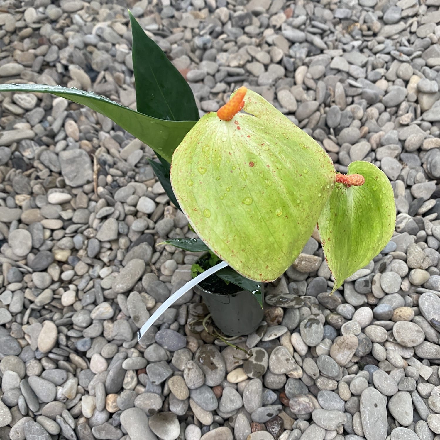 Anthurium Scherzerianum Amaretti verde
