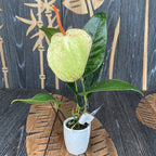 Anthurium Scherzerianum Amaretti verde