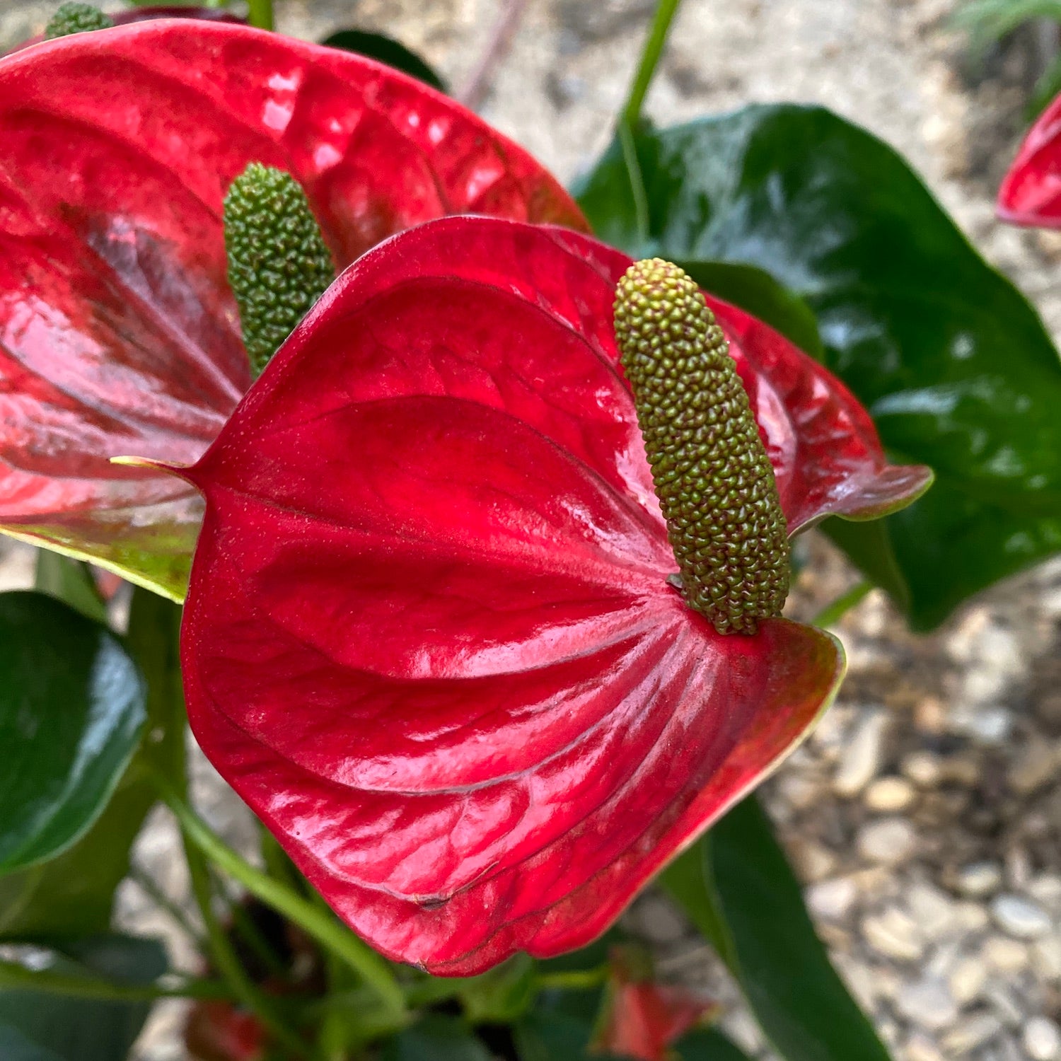 Anthurium Sierra Magic Red