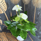 Anthurium 'Sierra White' (plamienok)
