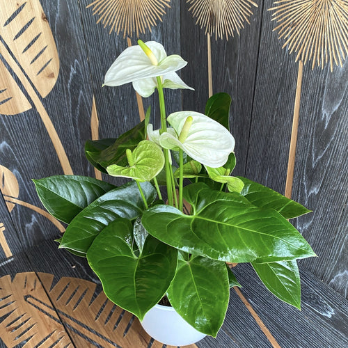 anthurium sierra white Anthurium 'Sierra White' (floarea flamingo) – Secret Garden Plant Shop