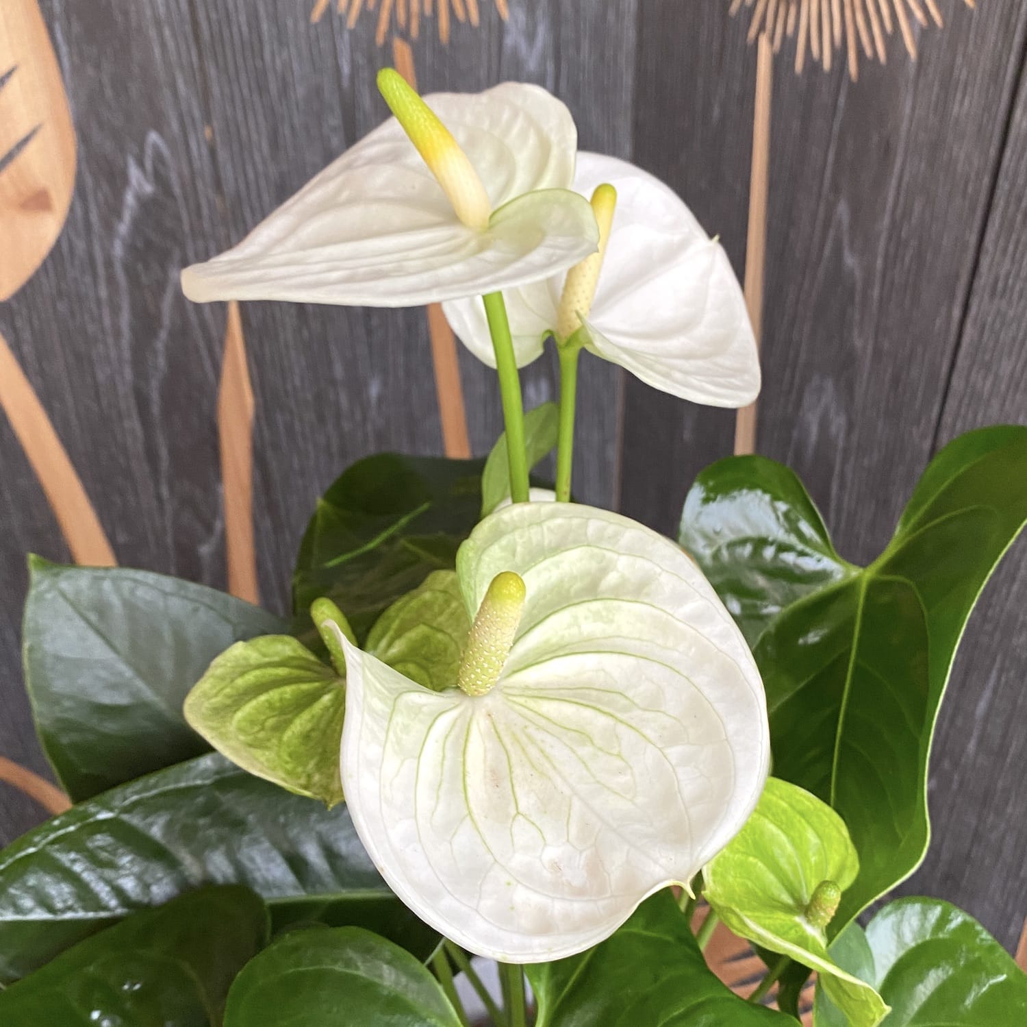 Anthurium 'Sierra White' (floarea flamingo)