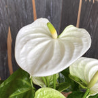 Anthurium 'Sierra White' (plamienok)