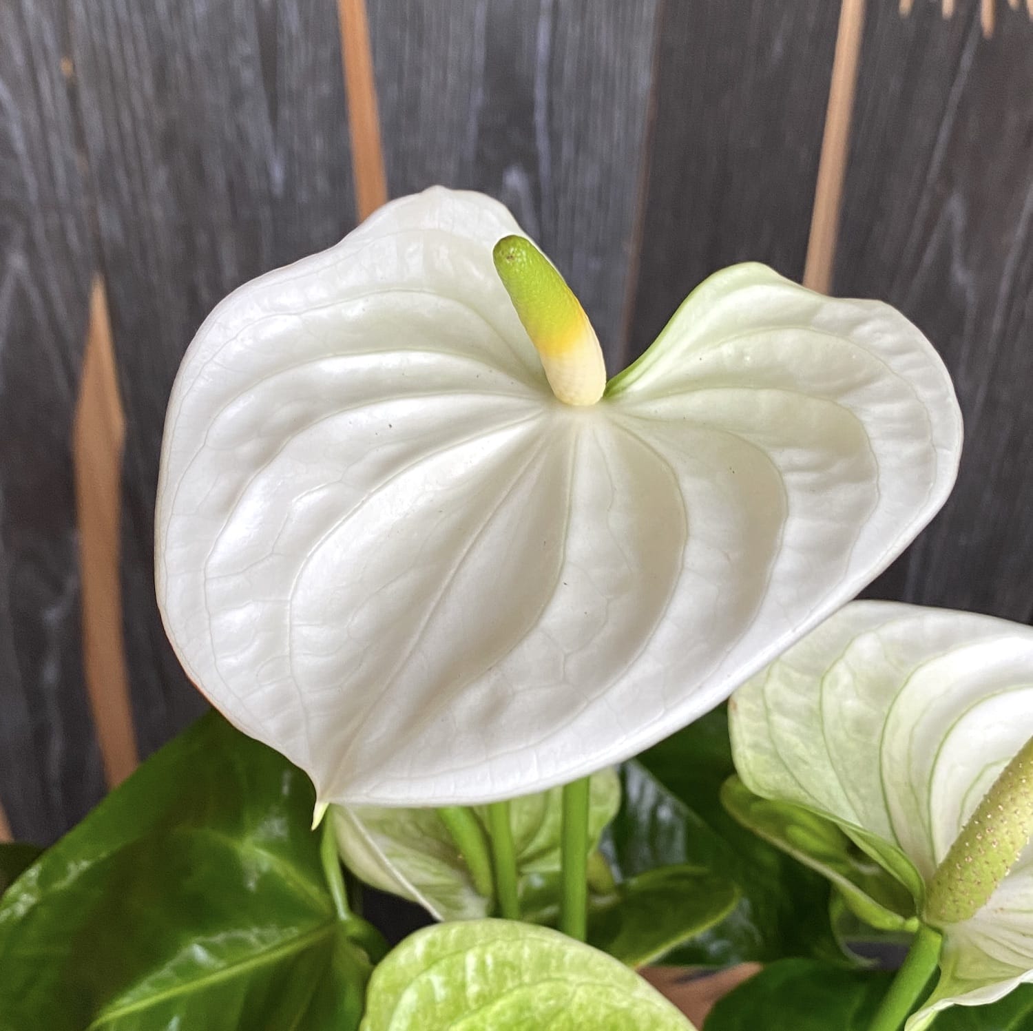 Anthurium 'Sierra White' (floarea flamingo)