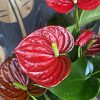 Anthurium Success Červený