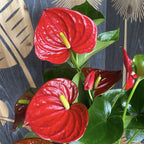 Anthurium Success Červený