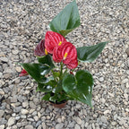 Anthurium Diamond Rot