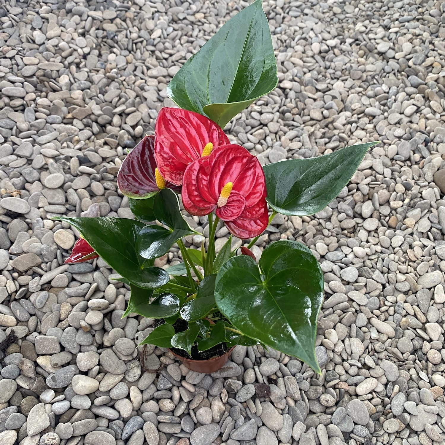 Anthurium Diamond Red