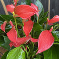 Anthurium 'Flamingo Petit'