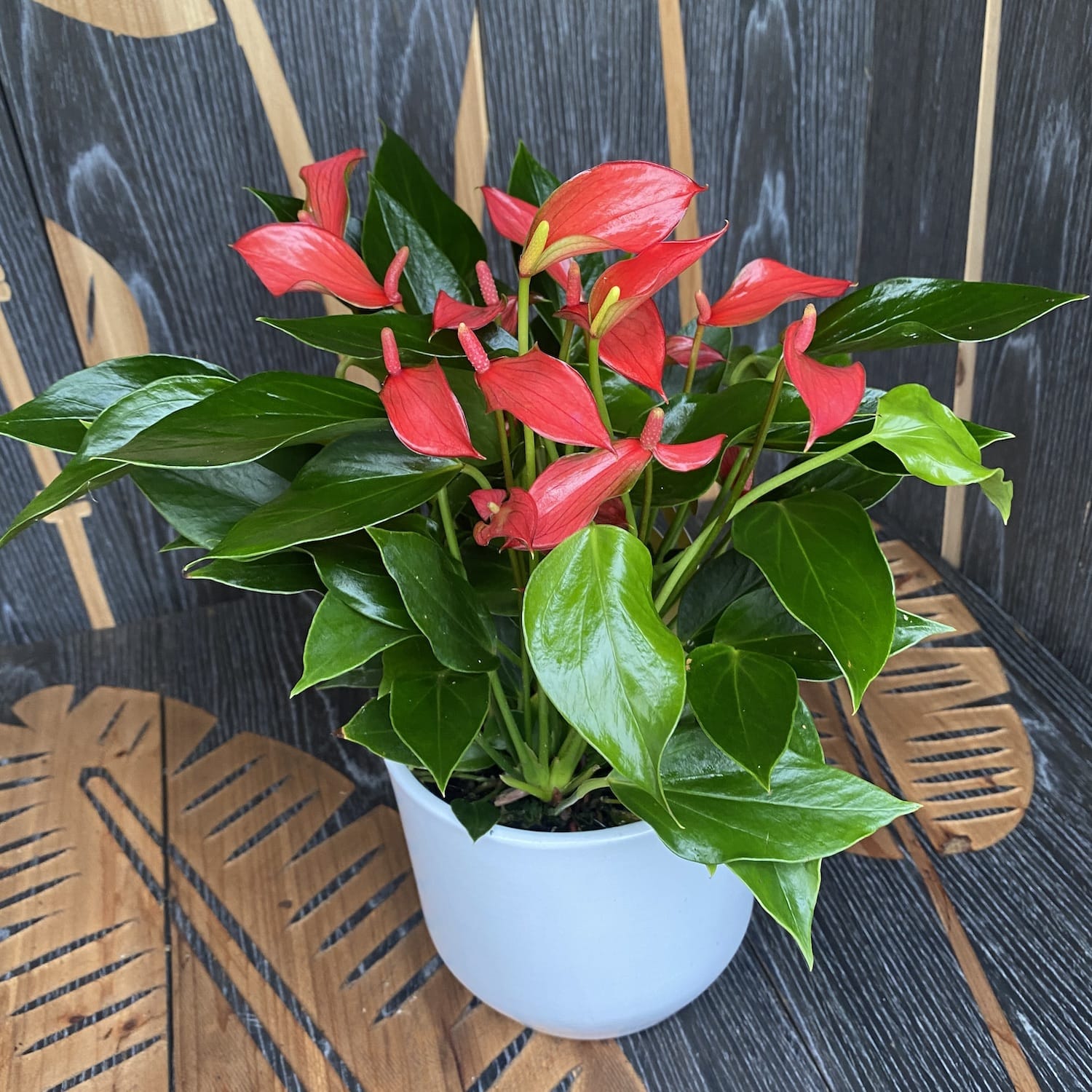anthurium petit Anthurium 'Flamingo Petit' – Secret Garden Plant Shop