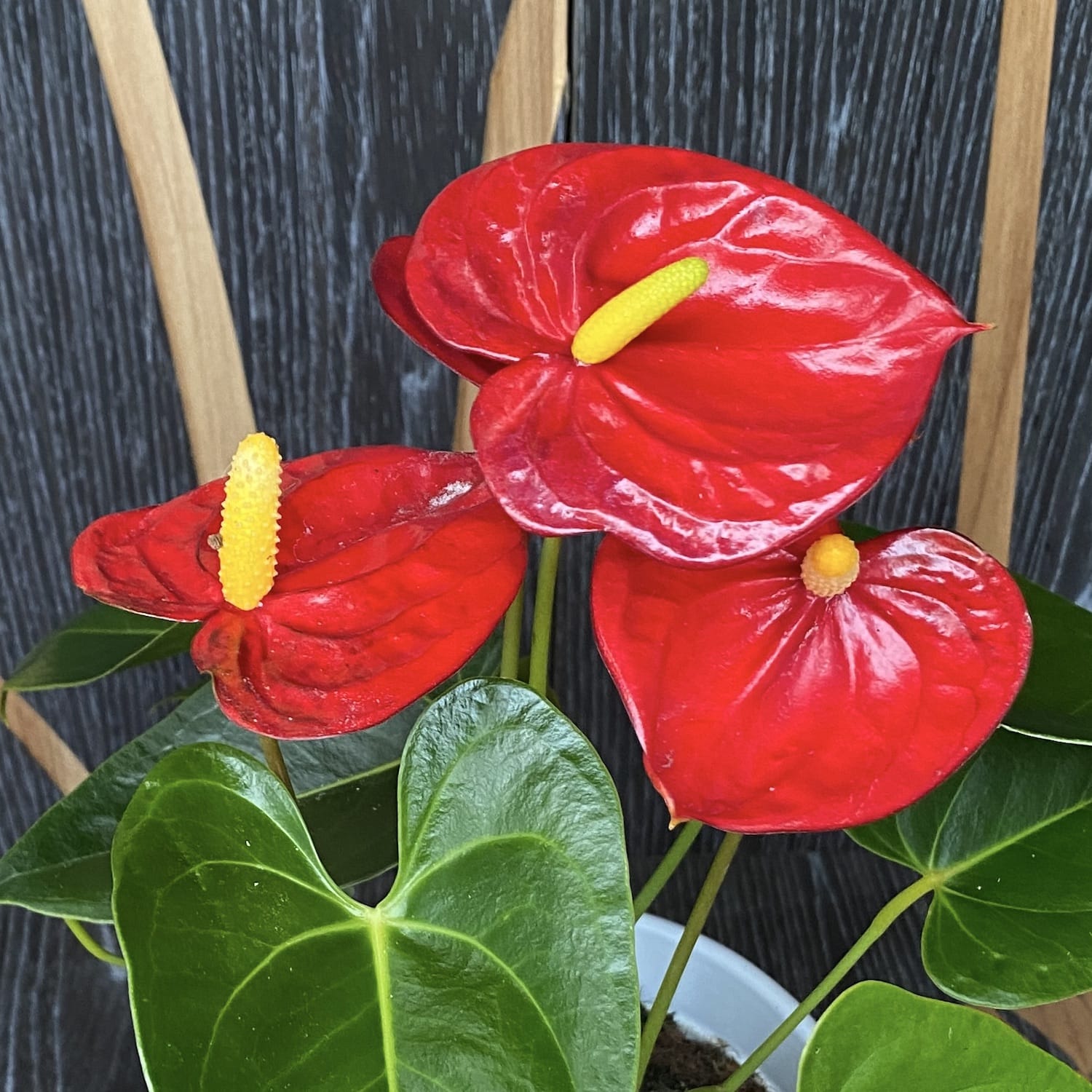Anthurium 'Mauii Red'