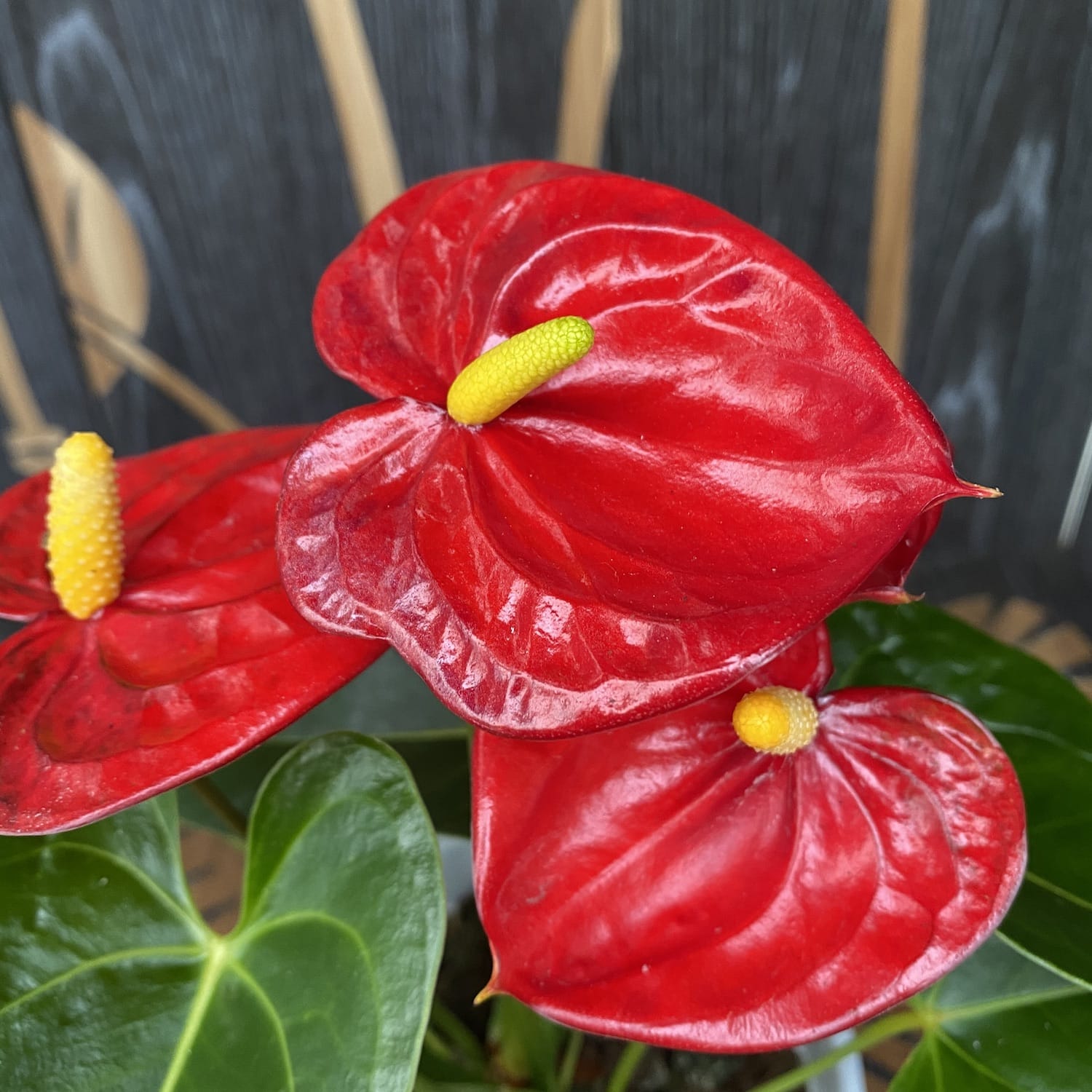 Anthurium 'Mauii Red'