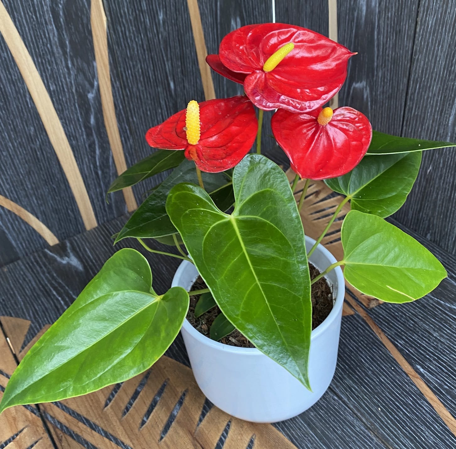 anthurium maui Anthurium 'Mauii Red' – Secret Garden Plant Shop