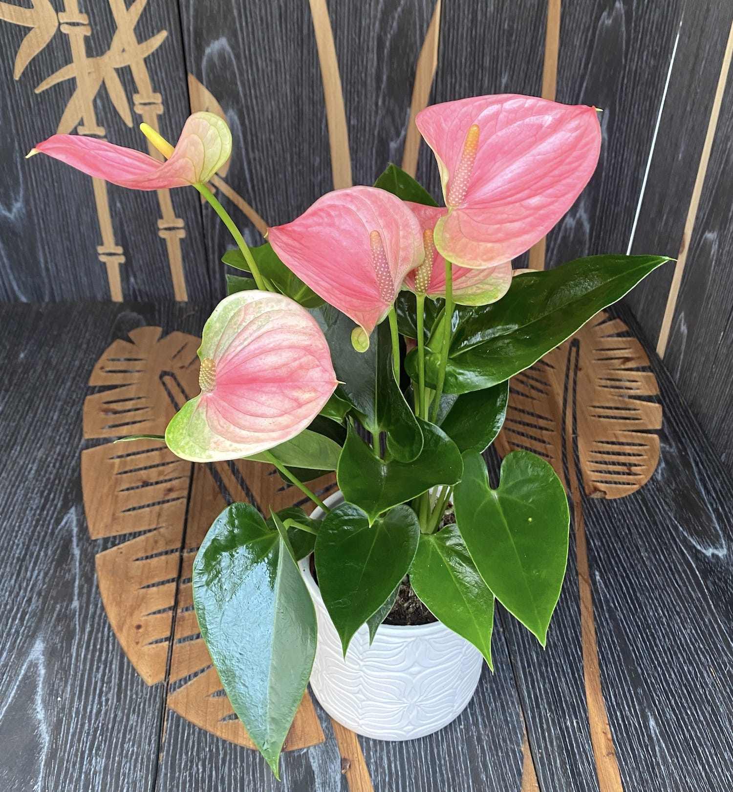 Anthurium 'Sweet Dream'