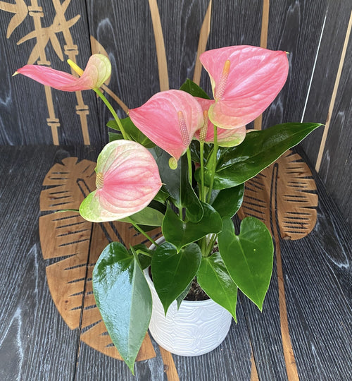Anthurium 'Sweet Dream' – Secret Garden Plant Shop