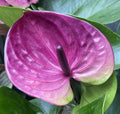 Anthurium 'Tesoro'
