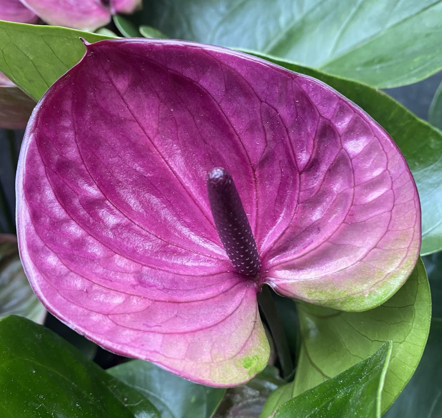 Anthurium 'Tesoro'