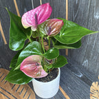 Anthurium 'Tesoro'