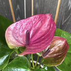 Anthurium 'Tesoro'